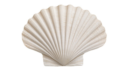 Isolated beautiful scallop shell with intricate ribbed texture, natural marine souvenir from the ocean © Vincent