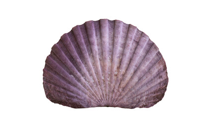 Isolated vibrant purple fan-shaped scallop shell, natural delicate ribbed texture, marine life © Vincent