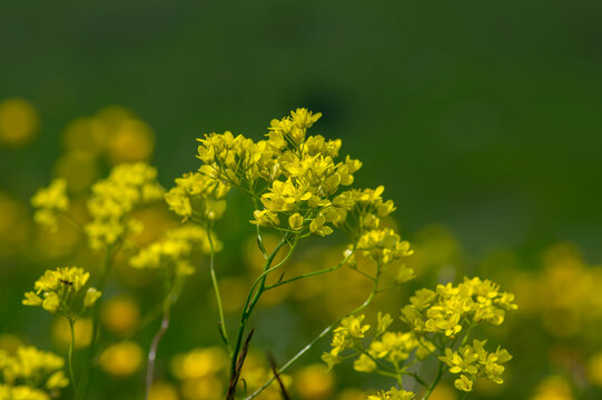 Biscutella laevigata bright yellow alpine flowers in bloom, perennial buckler-mustard mountain flowering petal plant