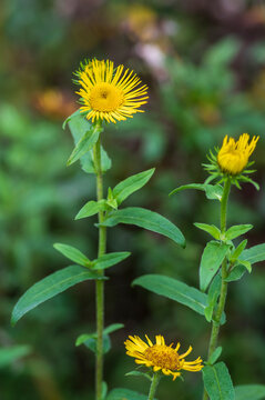 Inula britannica british yellowhead meadow fleabane flowers in bloom, yellow autumnal flowerin plant