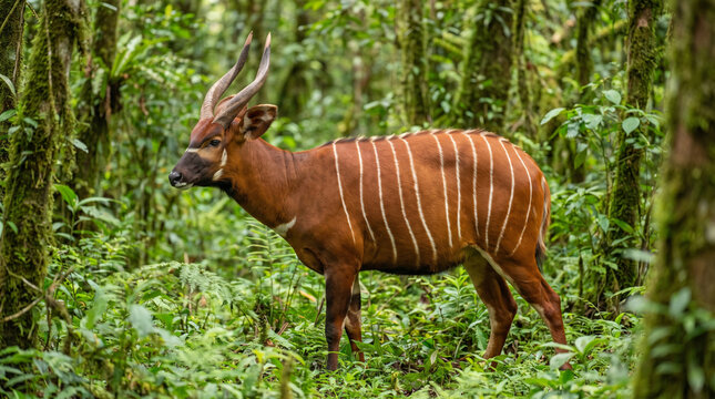 Bongo Antelope in Natural African Rainforest Habitat
