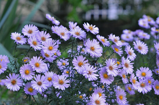Aster dumosus &lsquo; Wood&rsquo;s Light Blue ' . Closeup lavender color blooming garden flowers ,selected focus.