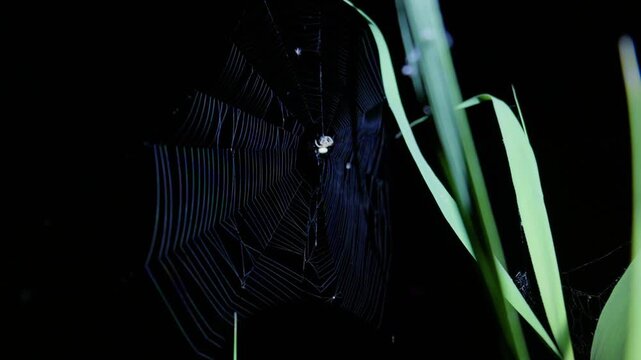 An orb-weaver spider rests on its intricate web anchored to green wild grass against a dark night background. A sharp nocturnal reference ideal for biological and Halloween projects.