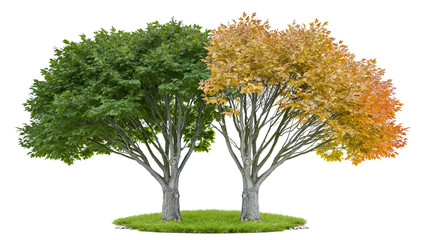Isolated two trees showing seasonal change, one with green leaves, the other with golden fall foliage. © Vincent
