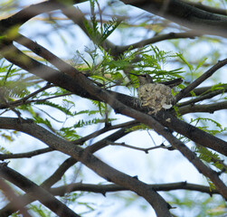 Fototapeta premium Hummingbird resting on a small camouflaged nest nestled among tree branches and green foliage, showing natural nesting behavior in an outdoor environment.