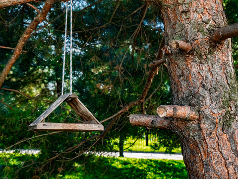 Rustic wooden bird feeder hanging on a pine tree in a sunny park