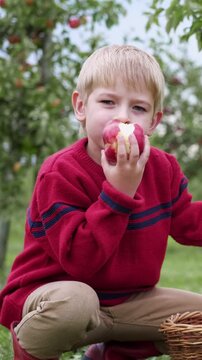 Cute blonde boy eating big red apple in autumn orchard. School child biting fresh fruit. Little kid enjoying healthy snack during harvest season. Vertical video for family farming and childhood theme.