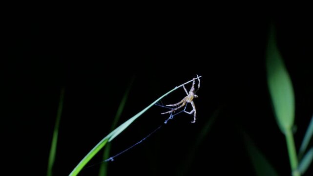 A spider clings to a blade of green grass while spinning fine silk threads in the dark. Macro framing provides clear visual reference for biological research and nature media.