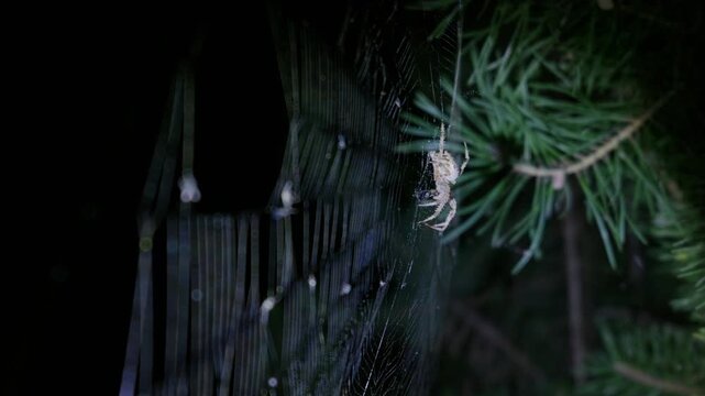 Orb weaver spider clutches prey within its intricate silk web beside evergreen needles in nocturnal lighting. Educational visual asset for biology programs and entomology research.