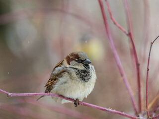 Sparrow sits on a branch without leaves.