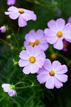 Pink cosmea flower.