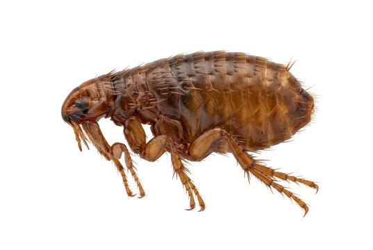 Detailed micro view of a brown parasite insect against dark background