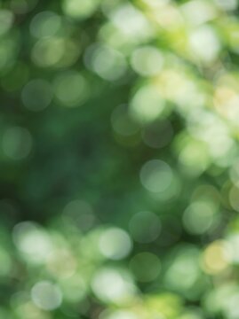 Abstract green background with circular bokeh light effects, evoking a fresh, natural, and tranquil ambiance.