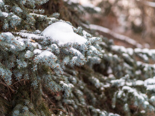 Green fir branches in winter covered with snow © Dmitrii Potashkin