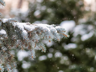 Green fir branches in winter covered with snow © Dmitrii Potashkin