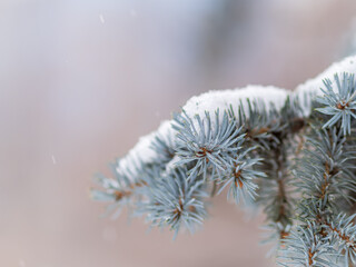 Green fir branches in winter covered with snow © Dmitrii Potashkin
