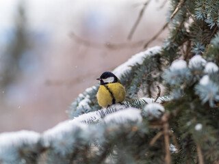 Cute bird Great tit, songbird sitting on the fir branch with snow in winter © Dmitrii Potashkin