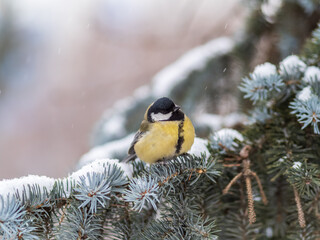 Cute bird Great tit, songbird sitting on the fir branch with snow in winter © Dmitrii Potashkin