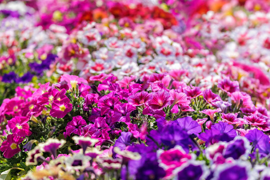 Mixed petunia flowers in a garden. Flower bed with colorful petunia flowers