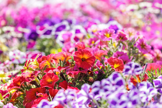Mixed petunia flowers in a garden. Flower bed with colorful petunia flowers