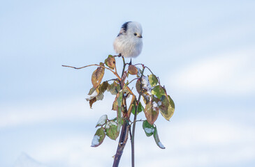 Close up of little bird perching on snowed branch of rose. Winter time. Long tailed tit. Aegithalos caudatus © Nitr
