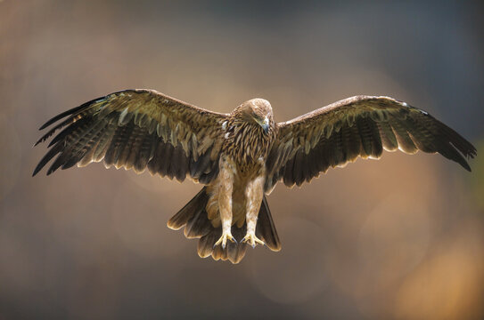 Imperial eagle with spread wings in flight on colorful background. Aquila heliaca