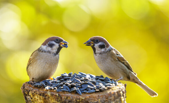little birds perching on old stump with sunflower seeds on colorful background. Bird feeder. Sparrow. Passer montanus