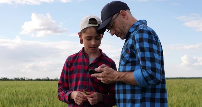 Smiling farmer father and son compare wheat ear with smartphone data in field. Happy family combines digital technology, practical farming and teamwork to support modern sustainable agriculture.