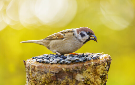 little bird perching on old stump with sunflower seeds on colorful background. Bird feeder. Sparrow. Passer montanus