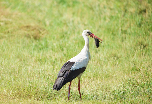 white stork caught mole in a field