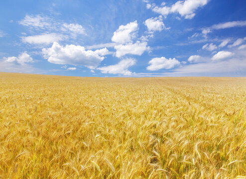 Field of rye in a summer day. Close up of rye ears. Rural landscape