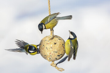 Flock of little birds feeding on bird feeder with suet fat ball. Great tit. Winter period © Nitr