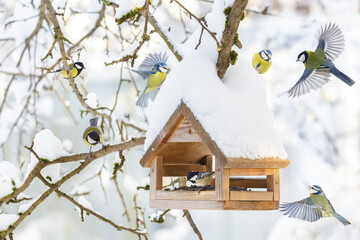 Flock of little birds feeding on bird feeder with sunflower seeds on winter background. Great tit, blue tit, coal tit © Nitr