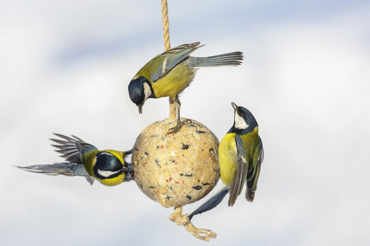 Flock of little birds feeding on bird feeder with suet fat ball. Great tit. Winter period