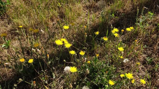 Colorful wildflowers grow in a sunny field during springtime in a rural area
