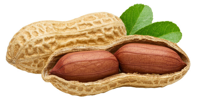 Unshelled and opened peanut pods with two red kernels and green leaves, isolated on transparent background