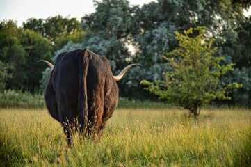 Highland cow at the sunset  © D i n i 