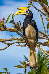 Hornbill bird perching on a branch of a tropical tree © Ankor light