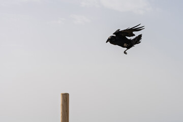 Obraz premium Canarian raven flying above a wooden post in Fuerteventura, Canary Islands, Spain.