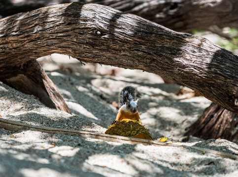 A nice squirrel on the sand of playa Conchal in Guanacaste (Costa Rica).