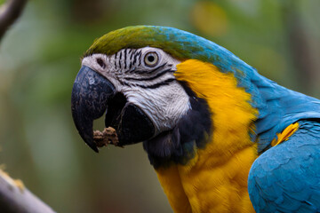 Blue Macaw Ararauna © 300bo.visuals