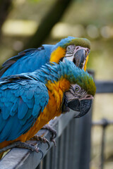 Blue Macaw Ararauna © 300bo.visuals