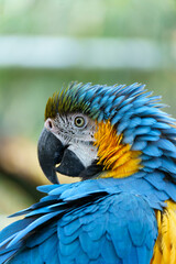 Blue Macaw © 300bo.visuals