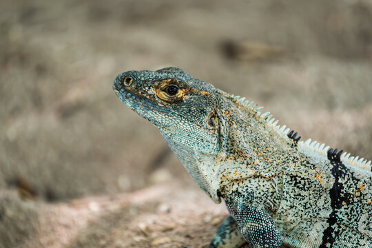 Closeup of an iguana on the sand of Playa Conchal in Guanacaste (Costa Rica).