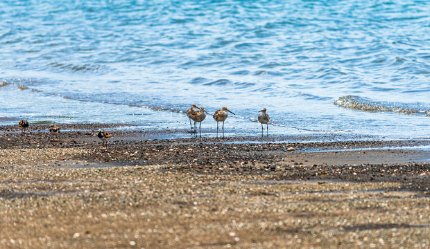  View of a group of sea birds, Agujas Canelas (Marbled Godwits, Limosa fedoa), in Playa Panam&agrave;, Papagayo Gulf, Guanacaste Province (Costa Rica).
