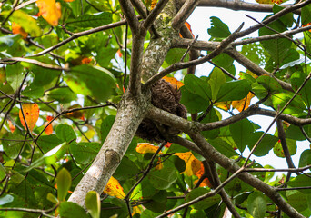 Fototapeta premium View of a well-camouflaged sloth resting quietly in the branches of a tropical almond tree (Terminalia catappa, locally known as almendro) in Playa Punta Uva (Province of Limòn, Costa Rica).