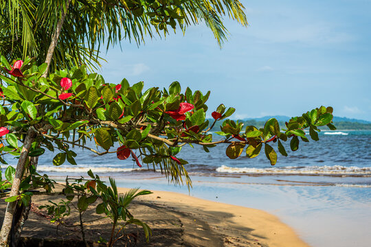 National Park Gandoca-Manzanillo, Province of Lim&ograve;n, Costa Rica: a protected nature tropical reserve on the southern Caribbean coast.