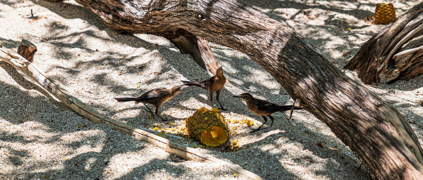 View of female great-tailed grackles (Quiscalus mexicanus) foraging on sandy ground near a pineapple in Playa Conchal (Guanacaste, Costa Rica).