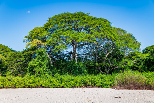 Scenic coastal view of the green vegetation with a big tree along Playa Brasilito near Playa Conchal located in the Guanacaste Province (Costa Rica). 