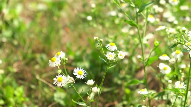 Flowers grow in a field during daytime with sunlight shining on them